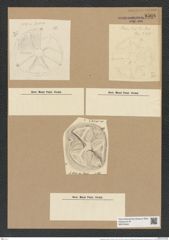 Actinoptychus stella var. thumii A. Schm. (de-Toni-Nr.: Genus 227, Species 5615) Zeichnungen Sammlung Grunow Nr. 9508 (NHMW-BOT-W0379494)